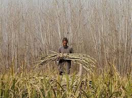 किसान latest news photo (ChiniMandi)