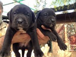 Satilik Safkan Cane Corso Koruma Yavrulari Satilik Safkan Cane Corso Koruma Yavrulari Kopek Kopekseverler Kopeksahip Cane Corso Kopek Evcil Hayvanlar