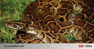 Check spelling or type a new query. 7 Spesies Ular Terbesar Di Dunia Berani Pelihara