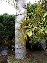Image result for Caryota urens