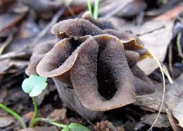 Image result for Craterellus fallax