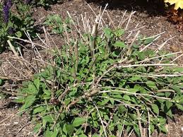 We did not find results for: Pruning Trees Shrubs A Guide To Landscape Design Maintenance