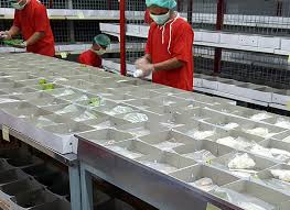 Ide nasi box kekinian packing/bungkus dalam dunia bisnis merupakan salah satu strategi untuk menarik konsumen. Raya Boga Catering Layanan Jasa Boga Profesional