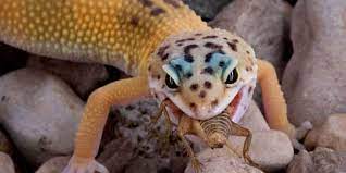 The gecko is only active for a short period of time, and the rest of the time is spent sleeping. Leopard Geckos 101 Auf Twitter Many Geckos Lack Eyelids But Not Leopardgeckos They Can Blink Close Their Eyes While Sleeping Leopardgecko