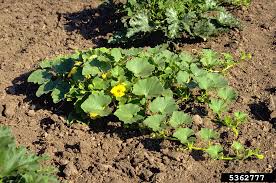 Image result for Cucumis melo