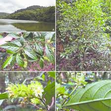 Image result for Afroqueta