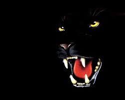 Unique Wallpaper Full Hd Panther Images Black Panther Art Panther