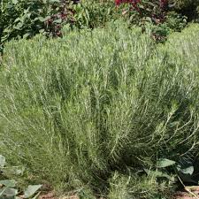 Image result for Baissea wulfhorstii