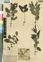 Image result for Ekebergia benguelensis