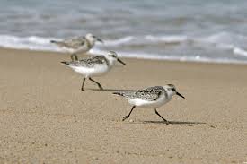 Shore Birds Of Cape Cod Cape Cod Sanderlings Cape Cod Photo Coffee Table Photography Books