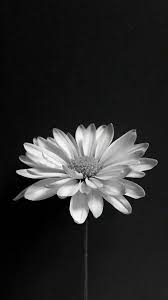 Pin En Fondos De Pantalla Florales Paisajes Y Mas
