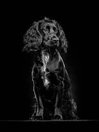 View all listings pet photographers. Fine Art Dog Photographer Cheshire