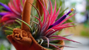 Check spelling or type a new query. 5 Of The Best Classroom Plants Even If You Have A Black Thumb