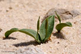 Image result for Ophioglossum polyphyllum