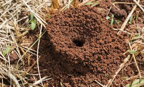 If this problem just won't go away, try following an ant for 30 minutes. How To Get Rid Of Fire Ants The Home Depot