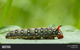 They can also have a variable number of stumpy false legs (called prolegs), which help them to move and cling to things. Mimicry False Head Image Photo Free Trial Bigstock