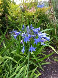 Image result for Agapanthus campanulatus