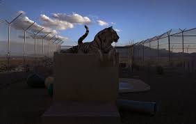We sell animals from all over the world to exotic pet lovers in east texas. How Captive Tigers Are Bought And Sold In America Washington Post