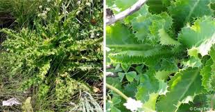 Image result for Alepidea amatymbica