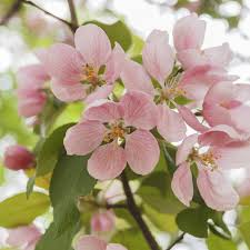 So the best states for growing avocados in the garden are california, arizona, texas and florida. Fruit Trees To Plant Late Winter And Early Spring In Central Florida Chuck S Tree Service
