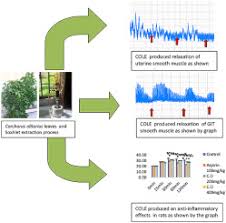 Image result for Corchorus saxatilis