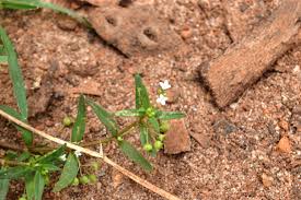 Image result for Oldenlandia