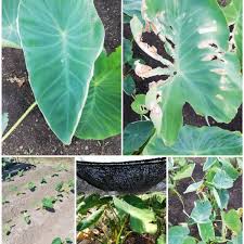 里芋 サトイモ の育て方 肥料や水やりの方法は 植え付け時期は Greensnap グリーンスナップ