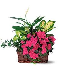 We did not find results for: Dallas Florist Flower Delivery By Petals Stems Florist