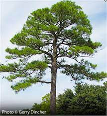 Ornamental trees and christmas trees have a much greater value than forest trees and may warrant a greater investment in disease treatment. Loblolly Pine Tree On The Tree Guide At Arborday Org