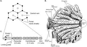 Wählen sie aus einer vielzahl ähnlicher szenen aus. The Role Of Hepatocytes And Oval Cells In Liver Regeneration And Repopulation Sciencedirect