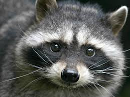 Raccoons aren't easily house trained, so unless you can train her to use a litter box somewhat consistently, or convince her to walk on a leash and you're prepared to take her. Keeping And Caring For Raccoons As Pets