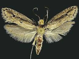 Image result for Melhania acuminata