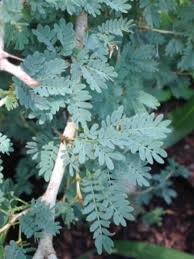 Image result for Faidherbia albida