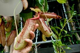 The size of the plant may vary by seller and season. The Community Garden Nepenthes Ventricosa Pitcher Plant Dirt Design And Culture