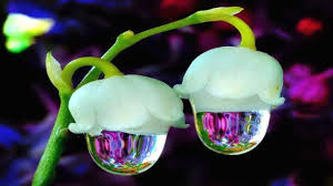 17 rare flowers (with their picture and common name) here is a list of stunning rare flowers with their picture and name. Top 20 Beautiful And Most Unusual Flowers Youtube