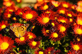 Fleurs D'automne De Belle Fleur De Chrysanthème Dans Le Jardin Banque  D'Images Et Photos Libres De Droits. Image 23353515.