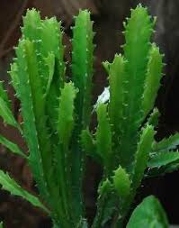 Euphorbia Trigona Im Handel Als Wolfsmilch Oder Saulen Euphorbie Angeboten Ist Eine Pflanzenart In Der Gattung Wolfsmilch Pflanzen Sukkulentenarten Gewachs