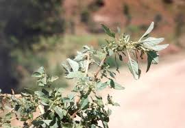 Image result for Amaranthus graecizans