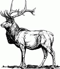 39+ hunting coloring pages for printing and coloring. Free Printable Elk Coloring Pages Coloring Home