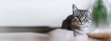 ‪Cats as pets - Deutscher Tierschutzbund‬‏