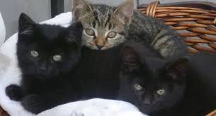 Ruyada Kedi Dogurmak Ruya Meali