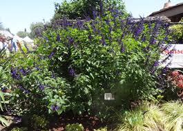 We did not find results for: Salbei Looking Over Garden Fences