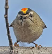 Birds That Sing At Night In Texas Golden Crowned Kinglett Texas Usa By Randall Patterson Pet Birds Animals Pretty Birds