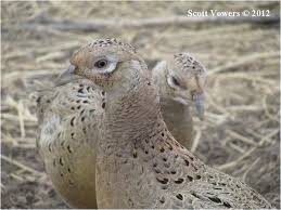 Kirghiz Pheasant Phasianus Colchicus Mongolicus C Scott Vowers Fazant