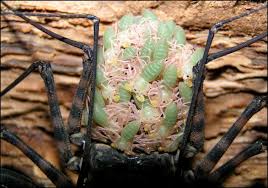 We did not find results for: Tailless Whip Scorpion Jonathan S Jungle Roadshow