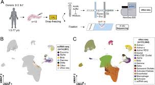 Check spelling or type a new query. Single Nucleus And In Situ Rna Sequencing Reveal Cell Topographies In The Human Pancreas Gastroenterology