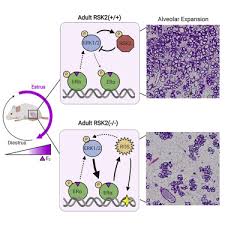 Walmart.com has been visited by 1m+ users in the past month Rsk2 Maintains Adult Estrogen Homeostasis By Inhibiting Erk1 2 Mediated Degradation Of Estrogen Receptor Alpha Sciencedirect