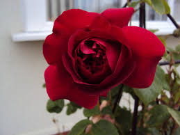 This rose is disease resistant, highly fragrant and offers repeating blooms throughout the. Thomas A Becket Appropriately Named
