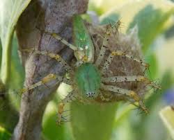Pin On Arachnids