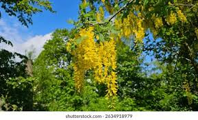 Image result for Laburnum anagyroides